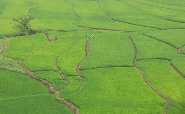 Agricultores Asiáticos Exploran Terrazas Arroz Provincia Nan Norte Tailandia — Foto de Stock