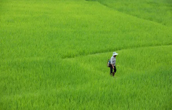 Nan Tailandia Julio 2023 Agricultor Asiático Explora Arrozal Provincia Nan — Foto de Stock