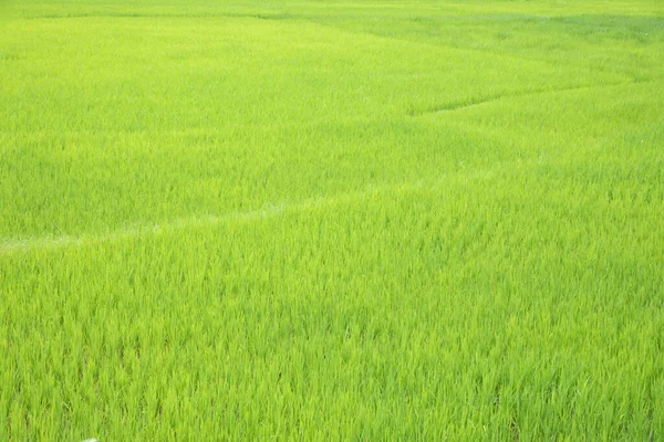 Campo Arroz Verde Campo Provincia Nan Norte Tailandia — Foto de Stock
