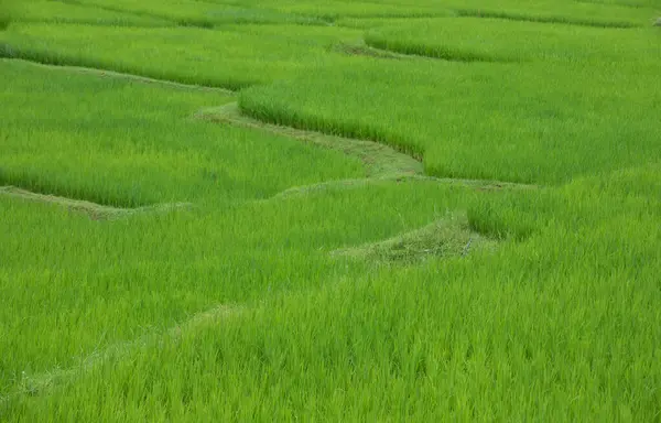 Terrazas Arroz Verde Provincia Nan Thaoland — Foto de Stock