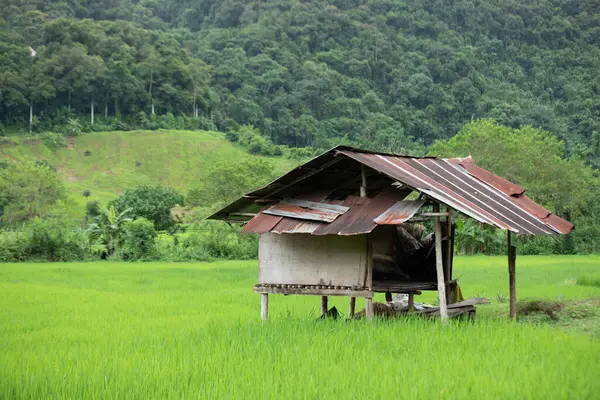 Campo Arroz Con Cabaña Vieja Provincia Nan Thaoland — Foto de Stock