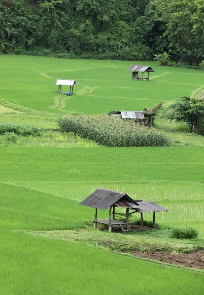 Terrazas Arroz Verde Con Casita Vieja Provincia Nan Thaoland — Foto de Stock