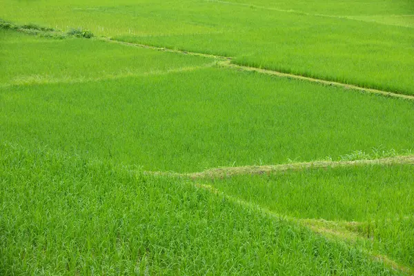 Terrazas Arroz Verde Provincia Nan Thaoland — Foto de Stock