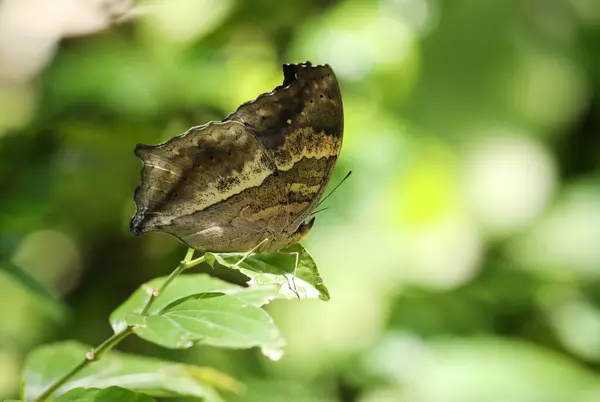 stock image Brown Lurcher butterfly on green leaf