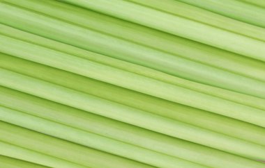 Yeşil palmiye yaprağı arkaplanının resmini kapat