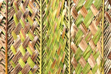 Eco-friendly wall woven from a coconut leaf. Abstract nature background. clipart