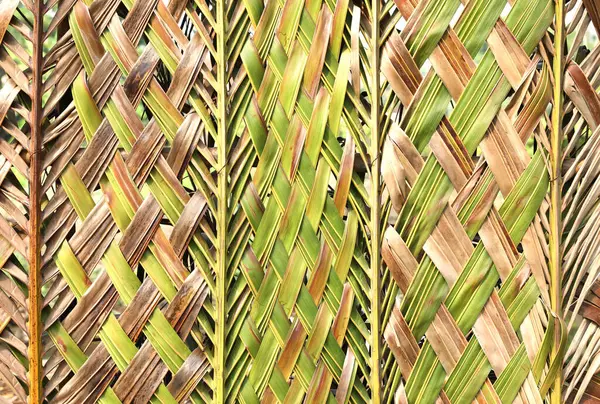 用椰子叶子织成的环保墙 摘要性质背景 图库图片
