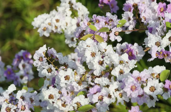 Lila Und Weiße Lythraceae Blumen Hintergrund lizenzfreie Stockfotos