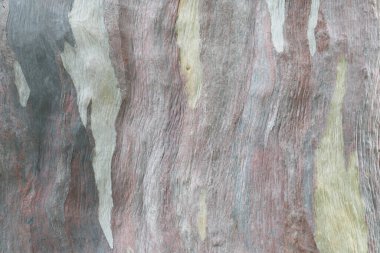 Okaliptüs ağaç kabuğundan soyut desen.