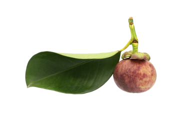 Şeffaf arkaplanda yeşil yapraklı olgun mangosteen meyvesi (PNG Dosyası)
