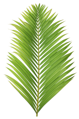 Şeffaf arkaplan png dosyası üzerinde tropikal yeşil palmiye yaprağı