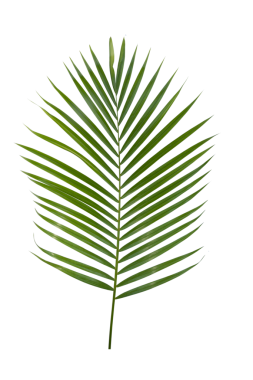 Şeffaf arkaplan png dosyası üzerinde tropikal yeşil palmiye yaprağı