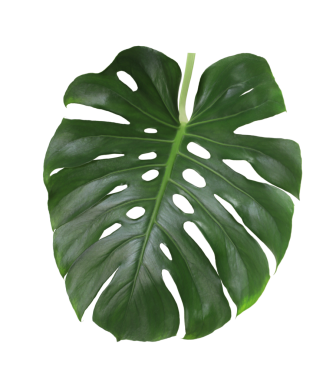 Saydam arkaplan png dosyasındaki canavar yaprağı.