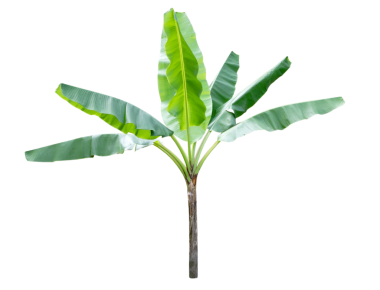 Şeffaf arkaplanda izole edilmiş muz ağacı (PNG Dosyası)