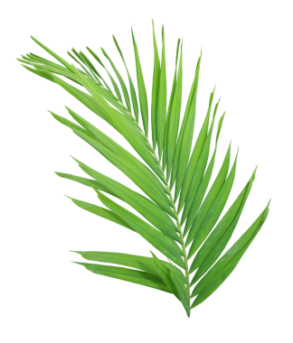 Şeffaf arkaplanda tropik yeşil palmiye yaprağı