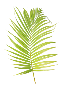 Şeffaf arkaplanda tropik yeşil palmiye yaprağı