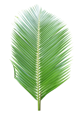 Şeffaf arkaplanda tropik yeşil palmiye yaprağı (png dosyası).