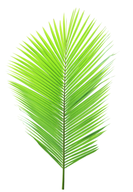 Şeffaf arkaplanda tropik yeşil palmiye yaprağı (png dosyası).