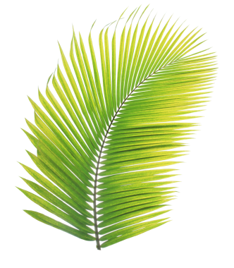 Şeffaf arkaplanda tropik yeşil palmiye yaprağı (png dosyası).