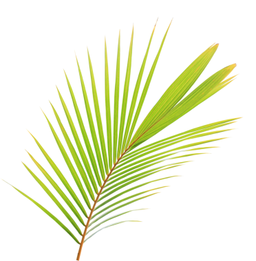 Şeffaf arkaplanda tropik yeşil palmiye yaprağı (png dosyası).