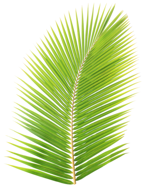 Şeffaf arkaplanda tropik yeşil palmiye yaprağı (png dosyası).