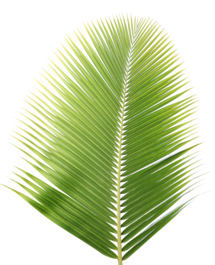 Şeffaf arkaplanda tropik yeşil palmiye yaprağı (png dosyası).