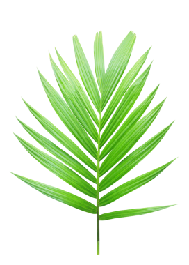 Şeffaf arkaplanda tropik yeşil palmiye yaprağı