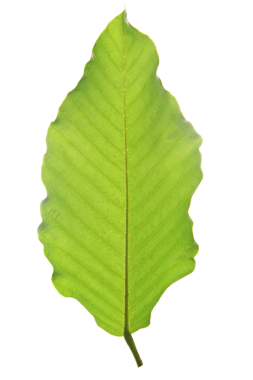 Yeşil yaprak şeffaf arka plan üzerinde