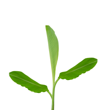 Saydam arka plan üzerinde muz ağacı