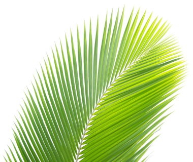 Şeffaf arkaplanda yeşil hindistan cevizi lefi (PNG Dosyası).