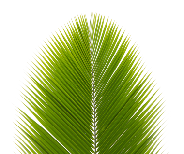 Şeffaf arkaplanda yeşil hindistan cevizi lefi (PNG Dosyası).
