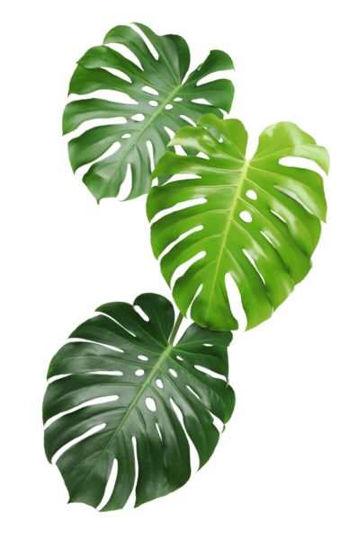 Saydam arkaplan png dosyasındaki canavar yaprağı.