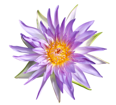 Şeffaf arkaplanda mor nilüfer çiçeği. Nemfa nilüfer çiçeği.