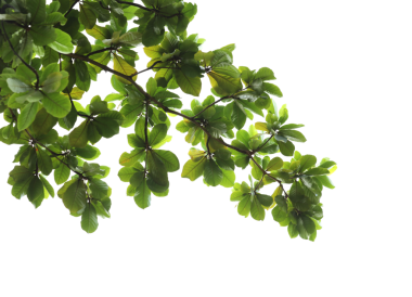 Şeffaf arkaplanda badem dalı yaprakları