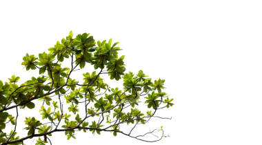 Şeffaf arkaplanda dalı olan yeşil yapraklar (png dosyası)