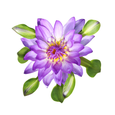 Şeffaf arkaplanda mor nilüfer çiçeği. (PNG Dosyası)