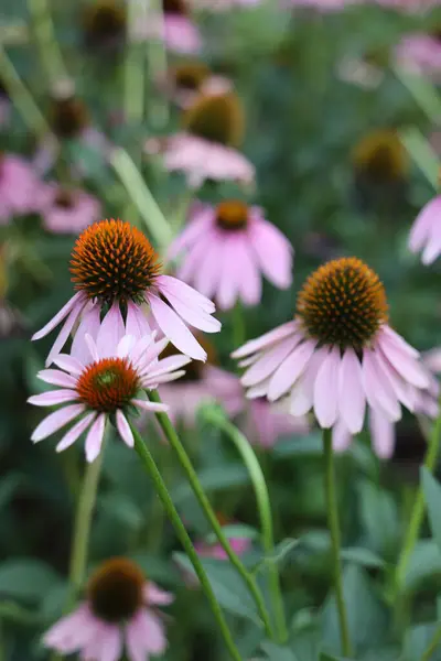 Pembe Mor Ekinezya çiçekleri, tropik iklimlerde büyümesi ve gelişmesi çok kolay olan çiçekler.