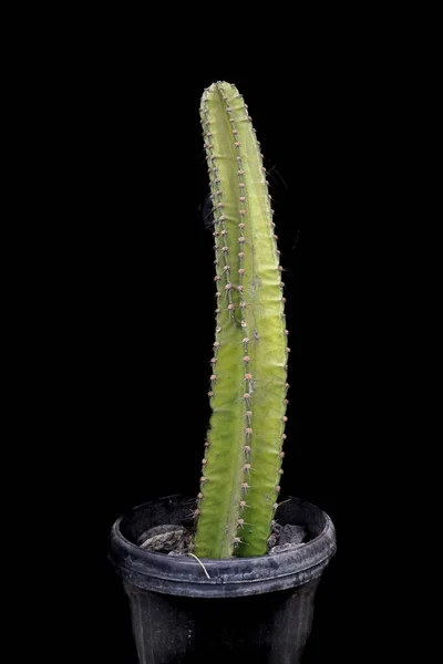 Euphorbia kanariensis, yaygın olarak Kanarya Adası, Herkül 'ün kulübü veya İspanyolca olarak bilinir,: 206 Euphorbia cinsi ve Kanarya Adalarına özgü Euphorbiaceae familyasının sulu bir üyesidir..