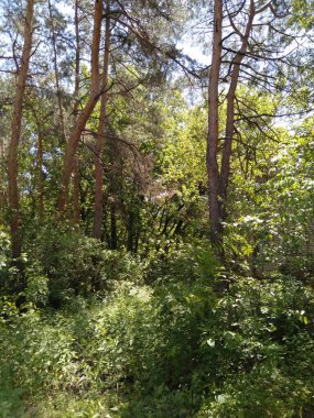 Terk edilmiş Topraklar. Eski terk edilmiş ve kısmen yıkılmış binaların olduğu bir bölge..