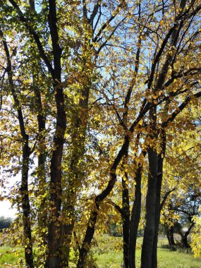 Sonbahar parkında güneşli bir gün. Sonbaharın başında. Düş! Kırsal kesimde. Sarı ve yeşil yapraklar.