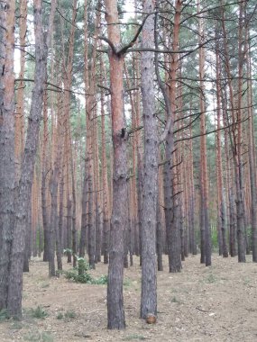 Çam ormanı. Uzun ağaç gövdeleri. Işık ve gölge. Çalılıklar ve çimenler.