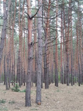 Çam ormanı. Uzun ağaç gövdeleri. Işık ve gölge. Çalılıklar ve çimenler.
