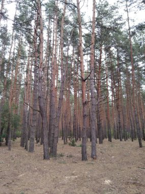 Çam ormanı. Uzun ağaç gövdeleri. Işık ve gölge. Çalılıklar ve çimenler.