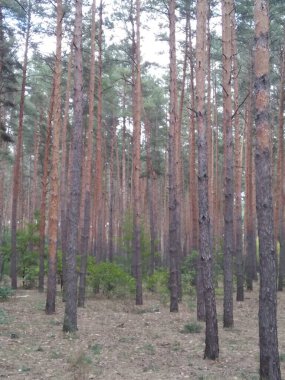 Çam ormanı. Uzun ağaç gövdeleri. Işık ve gölge. Çalılıklar ve çimenler.