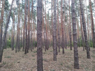 Çam ormanı. Uzun ağaç gövdeleri. Işık ve gölge. Çalılıklar ve çimenler.