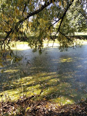 Sonbaharın başında. Düştü. Gölet, gölün etrafındaki ağaçlar. Kırsalda küçük bir göl. Sarı ve yeşil yapraklar.