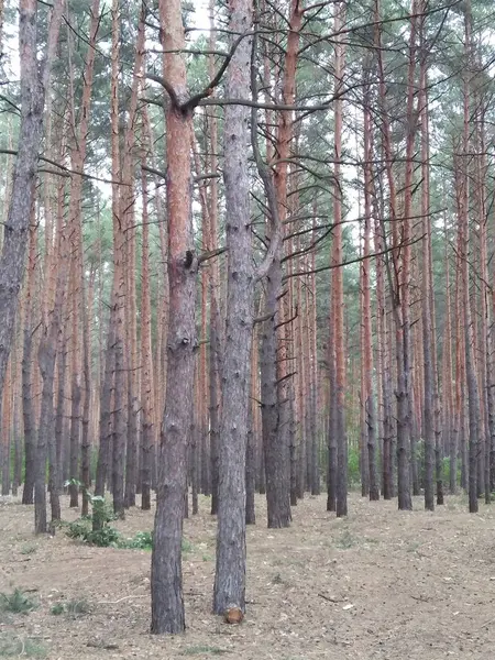 Çam ormanı. Uzun ağaç gövdeleri. Işık ve gölge. Çalılıklar ve çimenler.