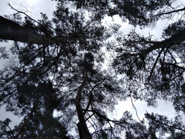 Çam ormanı. Yukarı bakıyorum. Ağaç, mavi gökyüzünün arka planında taç takar.