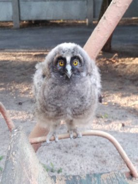 Baykuş. Şehrin oyun alanında sarı gözlü bir bebek baykuş.