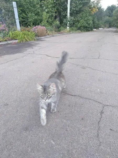 The cats life. A gray cat walks confidently along the village street